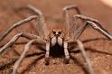 Lycosa_ZZXYX_D6004_Z_88_Alice Springs_Australie